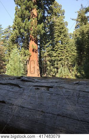 California / Usa - August 23, 2015: A Truk Cut Detail Of A Giant Sequoia Tree In The Sequoia Nationa
