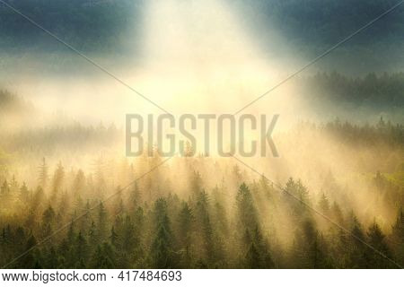 Sunlight Breaking Through Mist Fog At Spruce Forest Wood In Saxon Switzerland