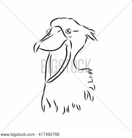 Hand Drawn Sketch Style Shoebill. Vector Illustration Isolated On White Background.