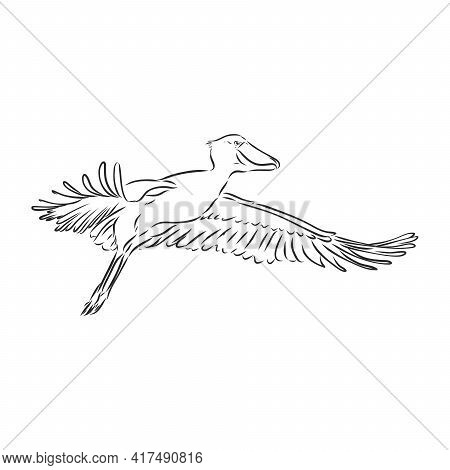 Hand Drawn Sketch Style Shoebill. Vector Illustration Isolated On White Background.