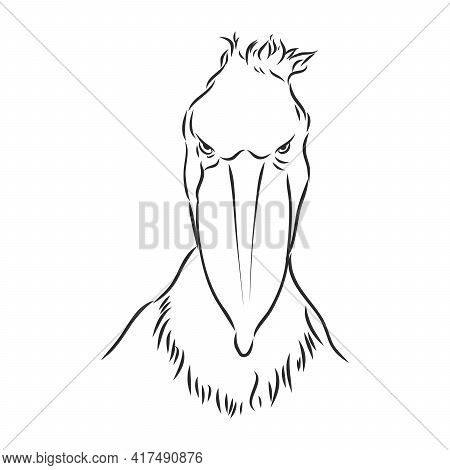 Hand Drawn Sketch Style Shoebill. Vector Illustration Isolated On White Background.