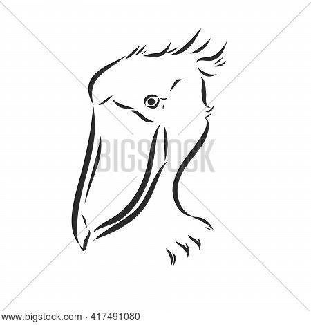 Hand Drawn Sketch Style Shoebill. Vector Illustration Isolated On White Background.