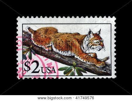 USA - Circa 1995: Timbro stampato In Usa, dimostra Bobcat (lince), Circa 1995.
