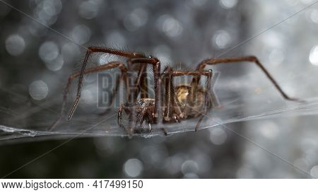 Eratigena Duellica Common House And Garden Spider Animal In Web.