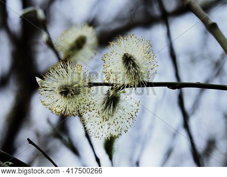 Blooming Catkins Of Pussy Willow (salix Acutifolia) In Early Spring, Macro Photography. Selective Fo