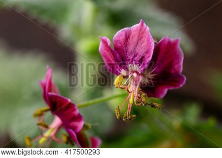 Purple Geranium Phaeum Samobor Dusky Cranesbill Flowers In Spring Garden.