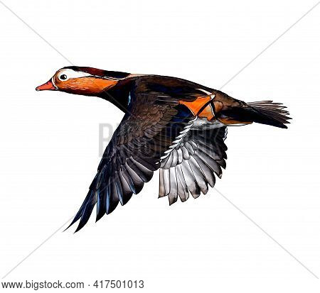 Mandarin Duck From A Splash Of Watercolor, Colored Drawing, Realistic. Vector Illustration Of Paints