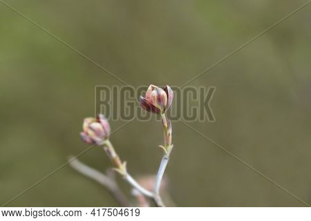 Flowering Dogwood Cherokee Chief Flower Bud - Latin Name - Cornus Florida Cherokee Chief