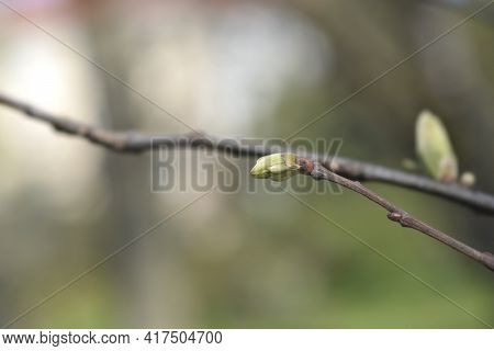 American Chestnut Branch With New Leaves - Latin Name - Castanea Dentata