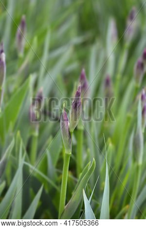 Illyrian Iris Flower Buds - Latin Name - Iris Illyrica