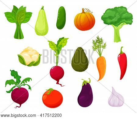 Farm Vegetables Harvest, Market Veggies Vector Set. Sorrel, Zucchini And Cucumber, Pumpkin, Broccoli