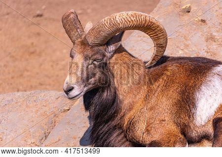 European Mouflon Basking In The Sun Lying On A Stone, Domestic Sheep In The Afternoon Close-up
