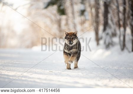 Profile Portrait Of Happy Shikoku Puppy Running In The Forest In Winter. Shikoku Ken Puppy. Kochi-ke