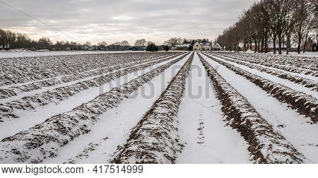 Converging Asparagus Beds In A Dutch Field In The Winter Season. A Layer Of Snow Is On The Field Wit