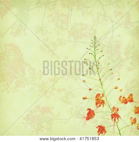 Påfugl blomster på poinciana træ med gamle antikke vintage papir baggrund