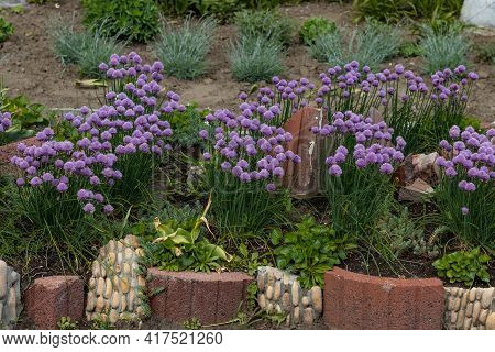 Purple Bulbs Of Flowering Onion Allium. Ornamental Onion Serendipity On Flowerbed