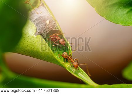 Green Tree Ant Or Weaver Ant Or Red Ant Is Walking Out Of The House Or Nest To Go Out For Food Team 