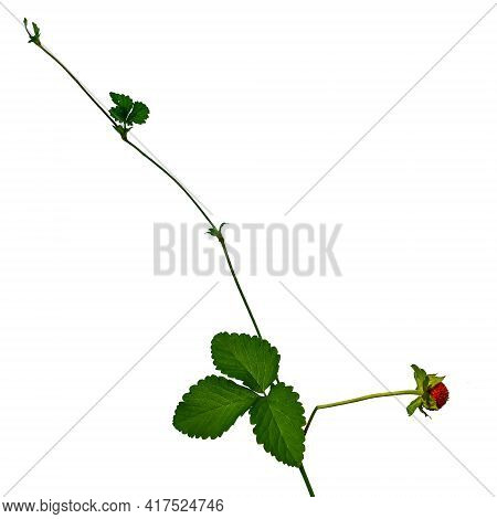 False Strawberry Stalk With Red Berry, Green Leaves And Tendril, Isolated On White Background. Natur