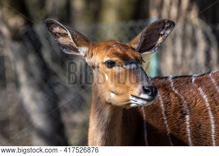 The Nyala, Tragelaphus Angasii Is A Spiral-horned Antelope Native To Southern Africa. It Is A Specie