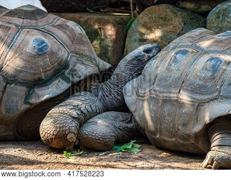 Aldabra Giant Tortoise, Curieuse Marine National Park, Curieuse Island, Seychelles