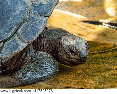 Aldabra Giant Tortoise, Curieuse Marine National Park, Curieuse Island, Seychelles