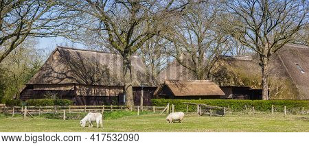Panorama Of A Sheep And Little Horse At A Farm In Orvelte, Netherlands