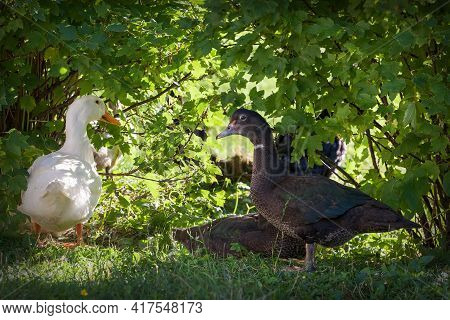 White And Black Duck In The Background Of Green Leaves