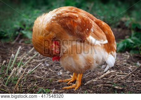 A Sleeping Brown Hen's Portrait In The Yard