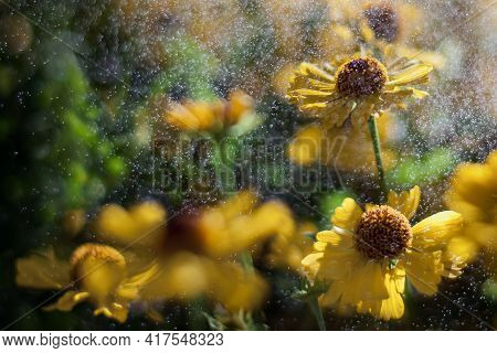 Yellow Echinacea Have Large, Yellow Showy Heads Of Composite Flowers, Blooming From Early To Late Su