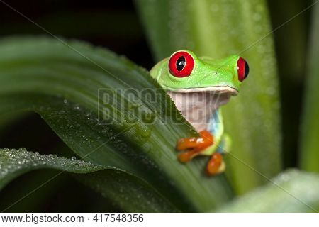 Red-eyed Tree Frog Hiding Behind The Leaf