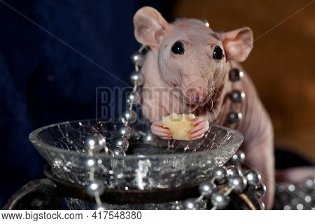 Hairless Rat Jewelry And Cheese In Her Hands