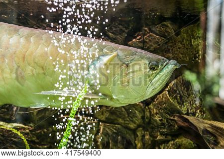 Rare Exotic Huge Fish In The Aquarium