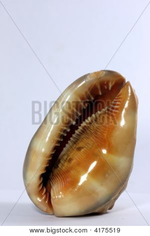Shell