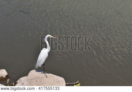 View Of White Heron On A Stone On The Shore Of Lake Chapala. Jalisco