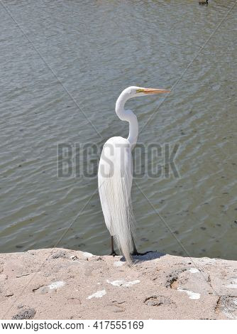 Vertical View Of White Heron On A Stone On The Shore Of Lake Chapala. Jalisco
