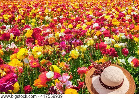 Gorgeous multicolor floral carpet. The kibbuz field of luxurious spring buttercups. Israel. Beautiful spring day. The concept of botanical, environmental and photo tourism