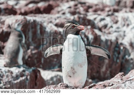 Magellanic Penguin (Spheniscus magellanicus) in Patagonia