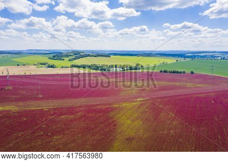 Blooming crimson clover field (Trifolium incarnatum) with forest in the back