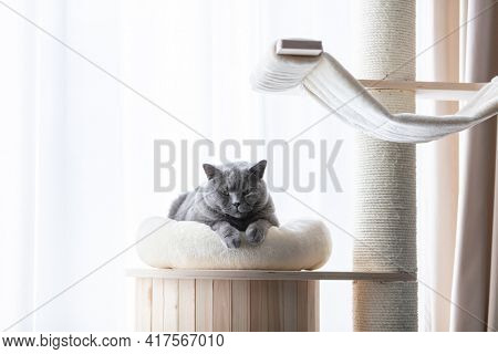 British cat lying cat tree scratching post. British shorthair breed