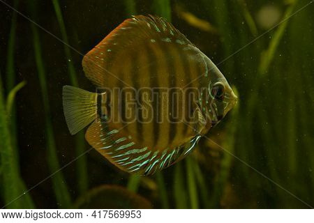 Brown Discus, Blue  Discus (symphysodon Aequifasciatus) In Aquarium.