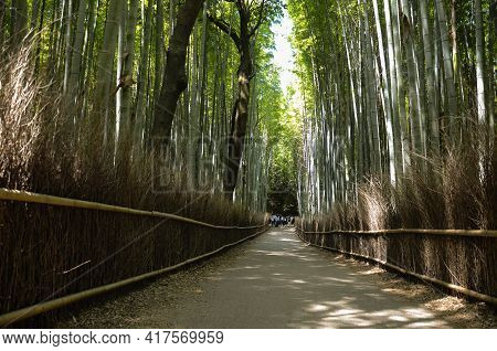Bamboo Forest In The Saragano Area, Outside Of Kyoto, Japan