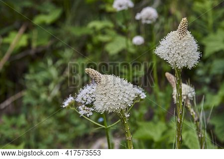 White Beargrass Blooms In Glaciers National Park Montana