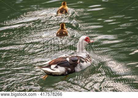 White And Black Duck With Red Head, The Muscovy Duck, Swims In The Pond With Its Cute Little Ducklin