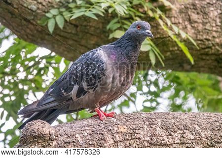 Grey Pigeon Sitting On A Tree Branch On Green Background. Domestic Pigeon Bird And Green Blurred Nat