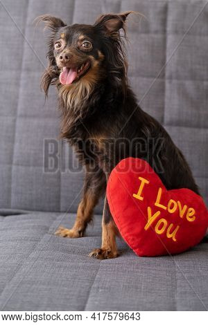 Funny Brown Russian Toy Terrier Dog Lying On Couch With Soft Toy Heart. Valentine Day.