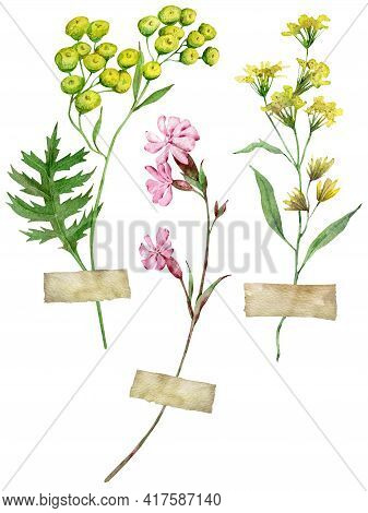 Watercolor Herbarium Flowers - Tansy, Pink Corn Cockle. Field Flowers. Long Stem Florals.