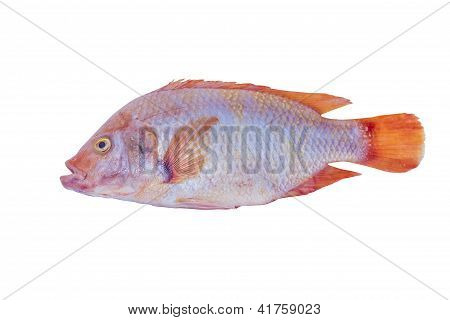 Mango fresco pesce isolata On White