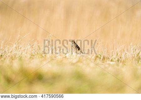 Tawny Pipit, Meadow Pipit Sitting In The Grass Of A Meadow. Small Brown Passerine Bird With A Stripe
