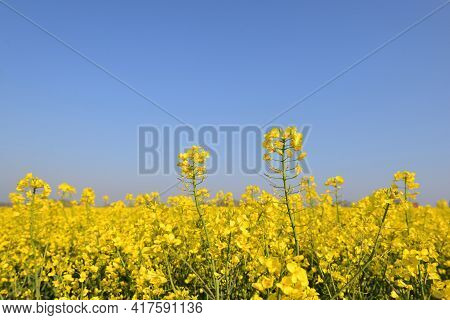 Close Up On Yellow Flowers Of Rapeseed  Growing In A Field Under Blue Sky