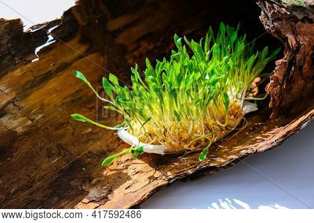Young Green Plants On Tree Bark. Ecology And Environmental Conversation. Earth Day Concept. Global P